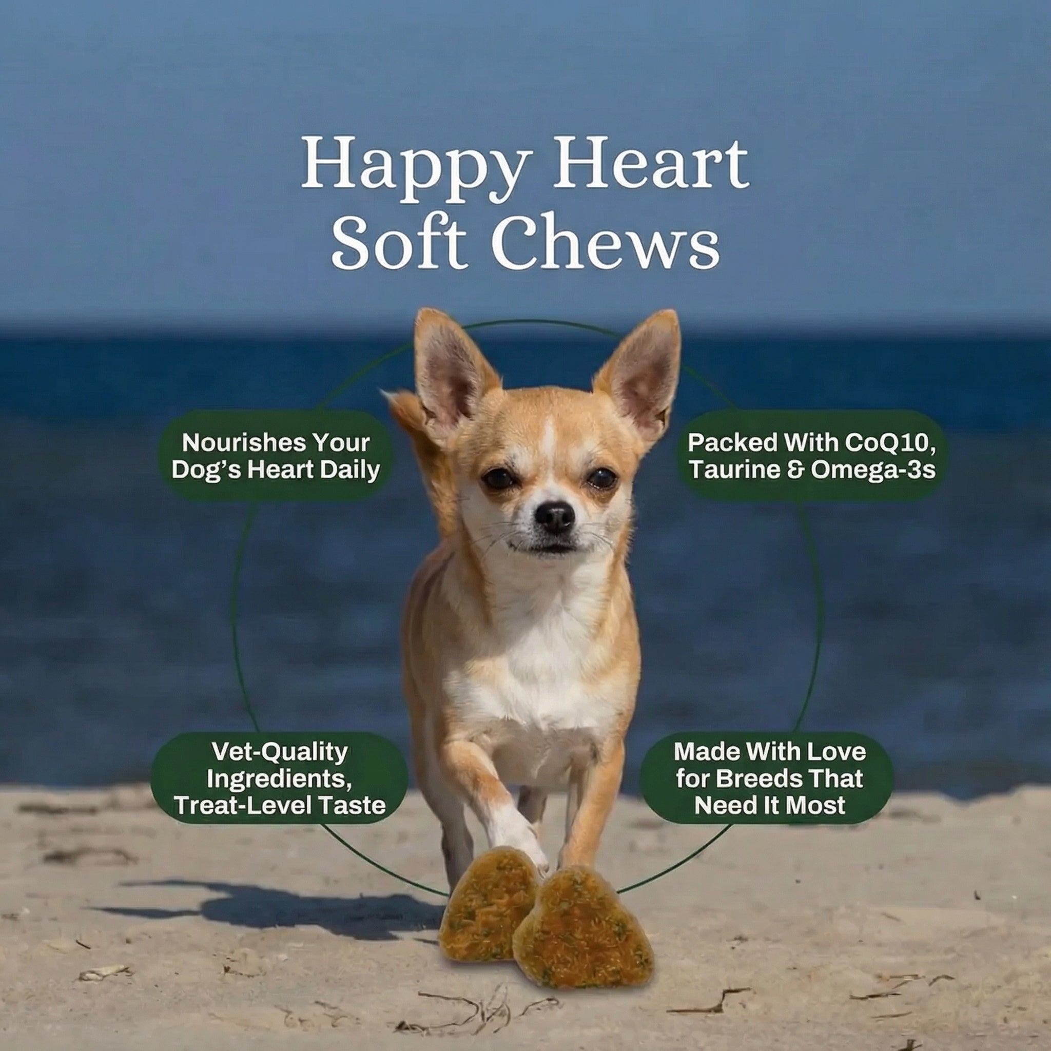 Chihuahua Daily Support Soft Chews