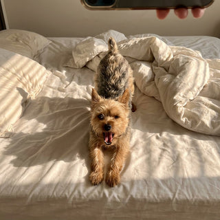 Peace of mind for dog parents