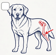 Mobility Support