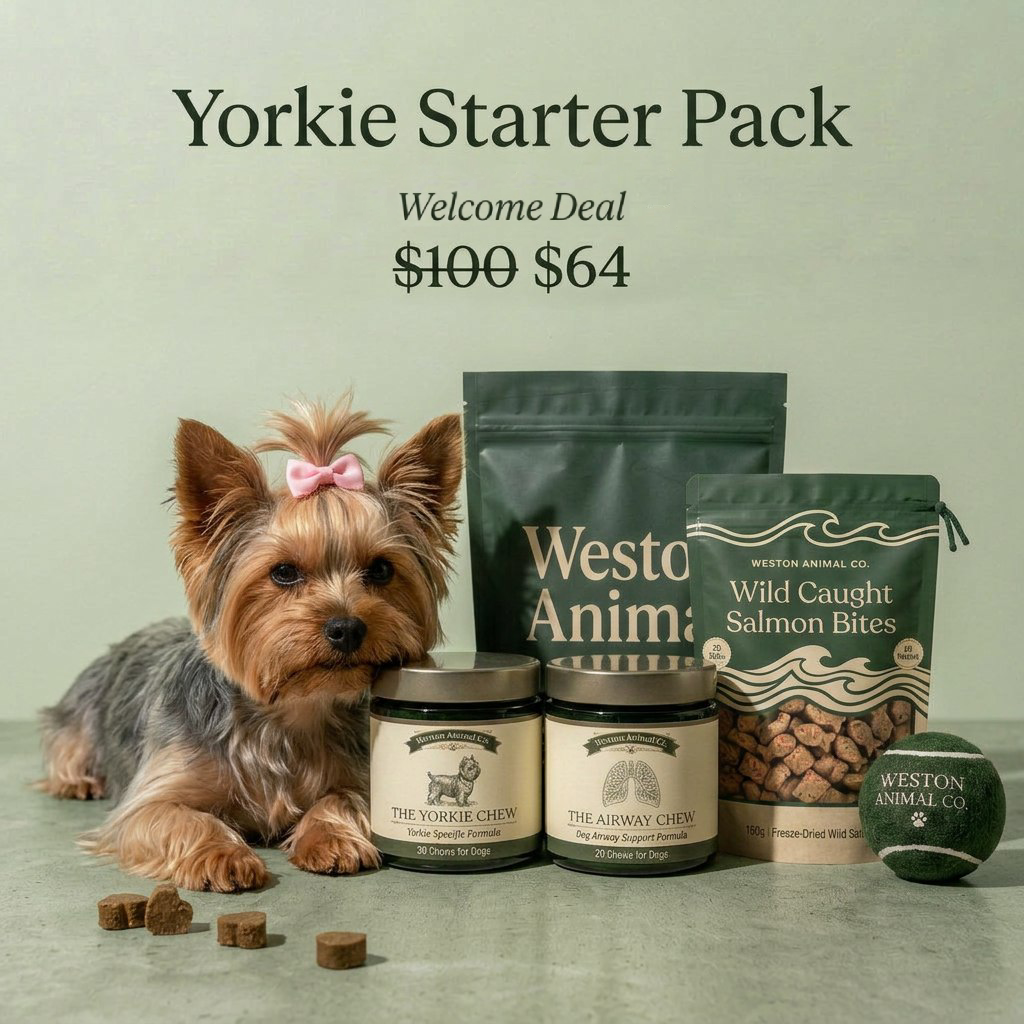 Yorkie Starter Pack